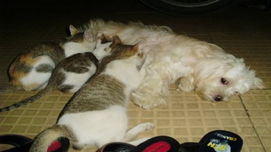  Choáng với chó cho cả đàn mèo bú sữa