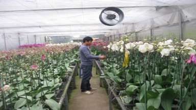  Bí quyết chọn mua lan hồ điệp "chuẩn"