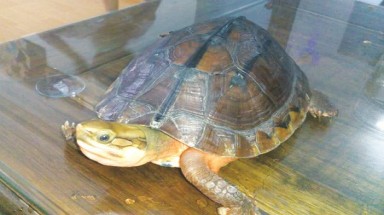 Buôn rùa quý, thành tỷ phú trong nháy mắt