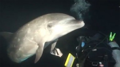  Cá heo bị thương cầu cứu thợ lặn