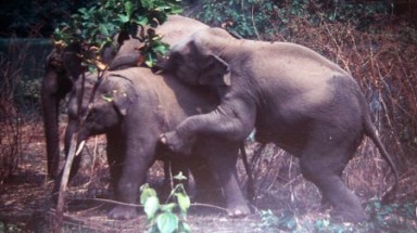 Cân não chuyện voi “yêu”