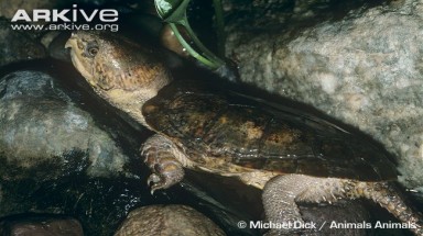  Kì lạ rùa "đầu voi đuôi chuột" khát máu ở việt Nam