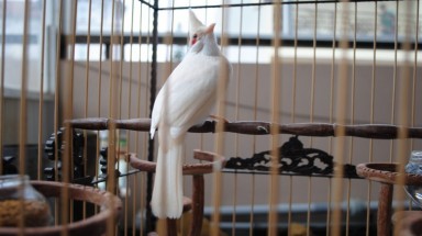  Rộ "mốt" săn vật cưng bạch tạng giá khủng ở VN