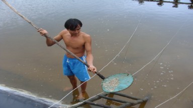 Quảng Ngãi: Hơn 700.000 con tôm bị đầu độc chết
