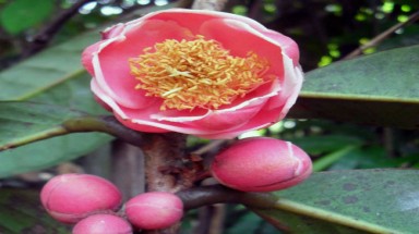 Phát hiện hoa trà mi quý hiếm ở Lâm Đồng