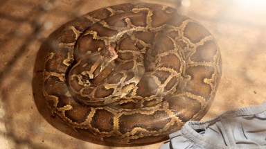     Nuôi trăn cạnh bàn thờ vì tin con trai hiện thân