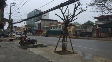 Dự án trăm tỷ trồng cây giữa đường để tạo điểm nhấn