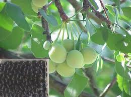  Hy vọng mới về thuốc trường sinh