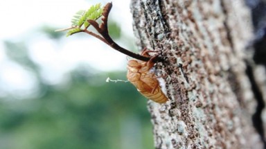  Ve sầu thoát xác