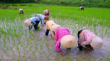 Sửa Luật Đất đai: Đừng lo tích tụ ruộng đất!