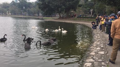 Quây lưới nhốt thiên nga giữa hồ để tránh bắt trộm?