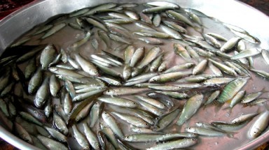 Nuôi thương phẩm cá linh trong ao đất 