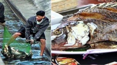Cá bắt từ cống nước thải thành thức ăn nhà hàng