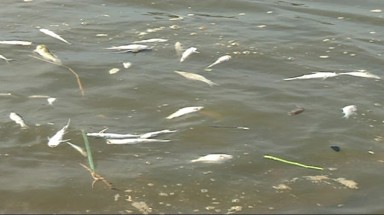  Cá chết hàng loạt trên sông Cái Tàu- Cà Mau