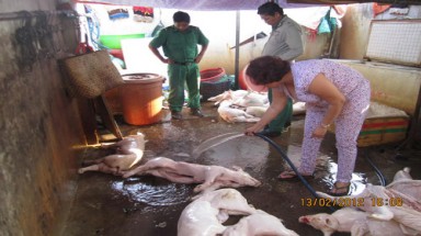 Thịt bẩn, thịt thối mùa dịch