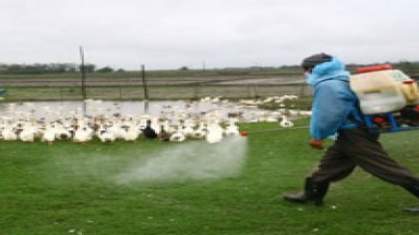 Hà Nội: Chính quyền "ém" dịch cúm gia cầm