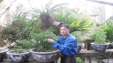 Người cứu mai, tùng Yên Tử