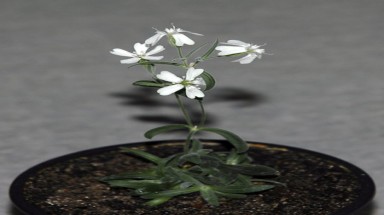  Cây 30.000 năm tuổi sống lại 