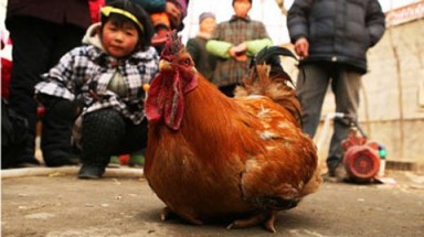 Gà trống... đẻ trứng