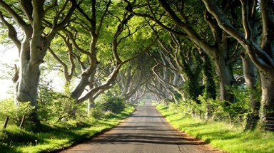  Đường cây sồi cổ kính ở Ireland 