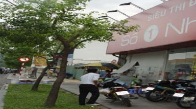  TP.HCM: Yêu cầu điều tra nhiều vụ xâm hại cây xanh 