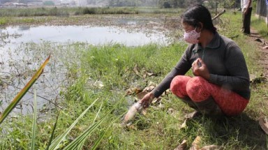  Cá chết do chất thải của Nhà máy bio-ethanol Dung Quất 