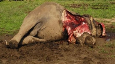  Đau xót cho hơn 200 con voi bị giết lấy ngà