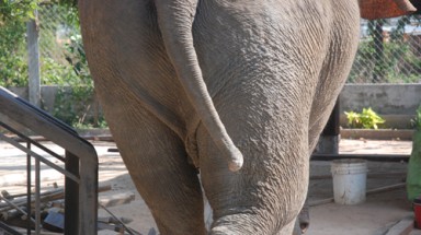  Đắk Lắk loay hoay bảo vệ voi, thủy tùng