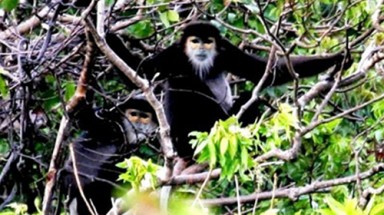   Voọc chà vá chân đen kêu cứu