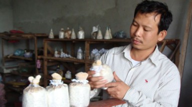 Làm giàu từ nấm