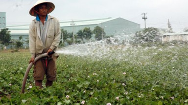  Đất trồng lúa mất dần