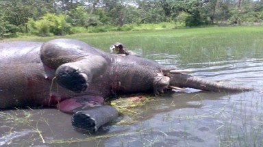 Voi có nguy cơ tuyệt chủng