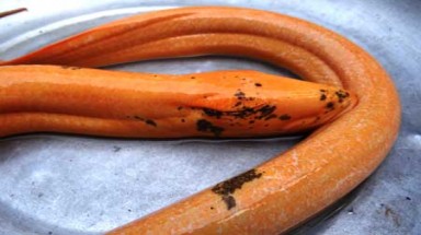  Phát hiện lươn màu vàng dài 1,1m