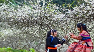Rực rỡ hoa mận trên “cao nguyên trắng"