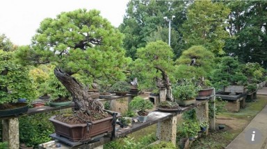 Bị trộm cây quý 400 năm tuổi và phản ứng bất ngờ của người chủ