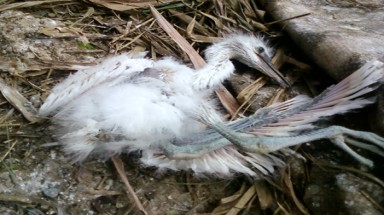  Cò Bằng Lăng chờ ngày tận diệt