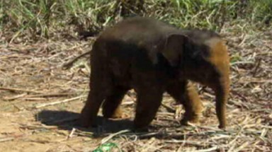  Voi “hành quân” vào khu dân cư