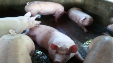  Kinh hoàng heo siêu nạc