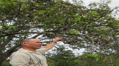 Cây bơ kỳ lạ
