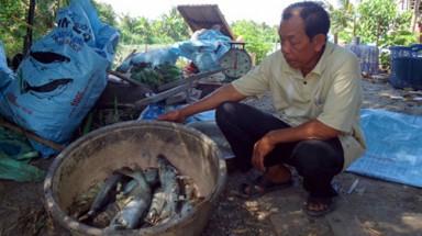  Cá chết hoàng loạt vì vỡ bồn chứa nhà máy đường 