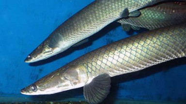   Vật liệu chống đạn từ vảy cá rồng