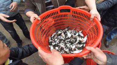 Hà Nội: Phóng sinh hơn 5 tấn cá xuống sông Hồng
