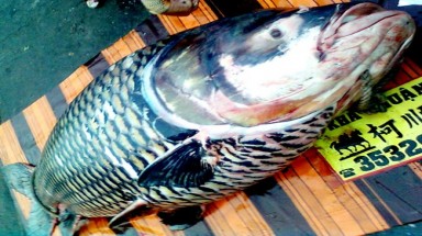 Cá hô giá hơn 200 triệu đồng