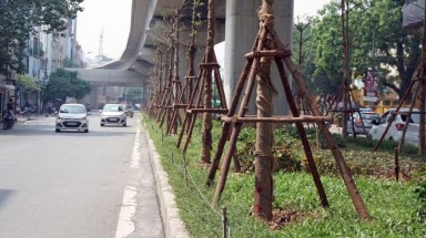 Cây xanh đô thị ở Việt Nam chỉ bằng 1/5 tiêu chuẩn tối thiểu thế giới