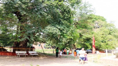 Về với thần cây