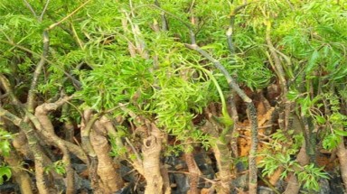 Hoạt chất trong cây đinh lăng là chất gì?