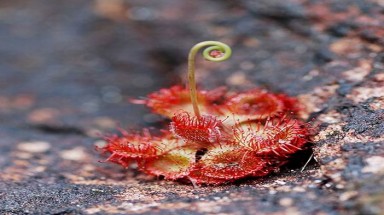 Cây ‘quái dị’ ở Việt Nam
