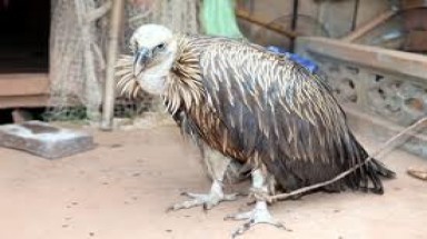  Xuất hiện loài chim lạ bên hồ sông Đà 