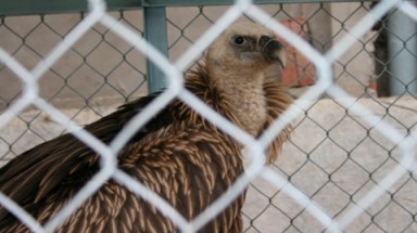 Cứu hộ chim lạ ở Sơn La