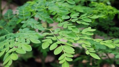 Dùng lá chùm ngây tạo phẩm màu